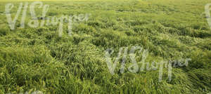 green crop field after a rainstorm