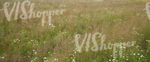 summer landscape with tall grass