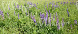 lupins in a field of tall grass