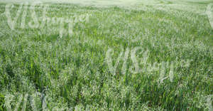 green crop field