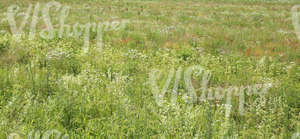 meadow with lots of different plants