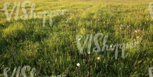 wild grass ground at sunset