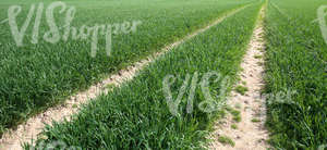green field with tractor tracks