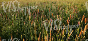 field of foxtail grass at sunset