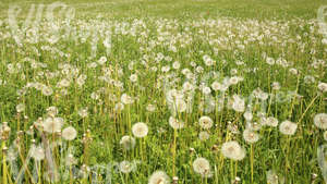 dandelion meadow