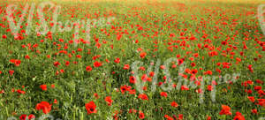 field of poppies and peas