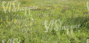 wildflowers and grasses on a meadow