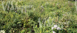 summer landscape with tall grass and wildflowers