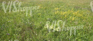 field of tall grass and wildflowers