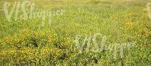 field of tall grass with yellow alfalfa flowers