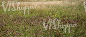 field of tall grass with wood cow-wheat flowers in the foreground