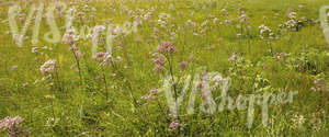 meadow with valerian plants