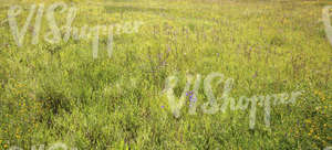 wild grass and flowers on a meadow