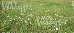 wildflowers on a meadow