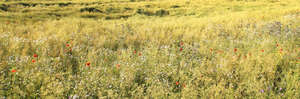 meadow with wild flowers