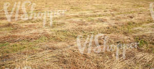 cut hay lying on a field