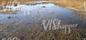 flooded field