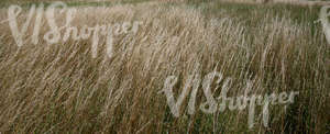 tall grass on a meadow