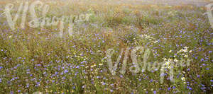tall grass meadow with cornflowers