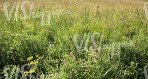 meadow with a mixture of plants