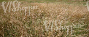 tall grass field