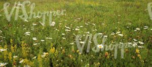 tall grass meadow with daisies and other flowers