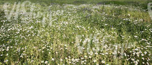 meadow of tall grass and flowers
