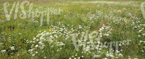 summery tall grass meadow