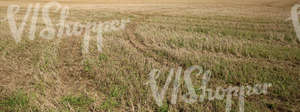 harvested field with machine tracks