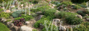 sloped garden ground with rocks and plants