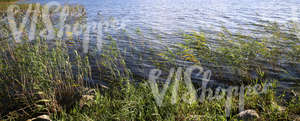 lake shore with sedges