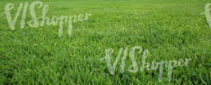 green lawn