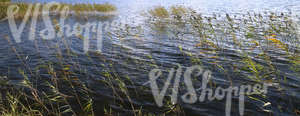 sedges at a lake shore