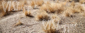 ground with dry grass shrubs