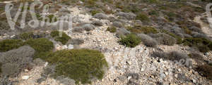 stony landscape with shrubs