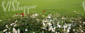 green lawn with roses in the foreground