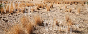 dry ground with shrubs