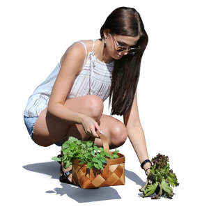 woman picking herbs in the garden