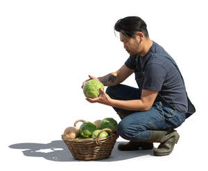 cut out man collecting cabbage harvest in the garden