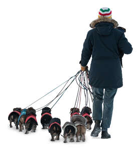 cut out man walking a large group of puppies