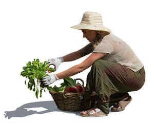 woman squatting in the garden and collectiong vegetables