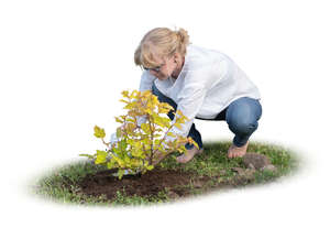 woman planting a bush