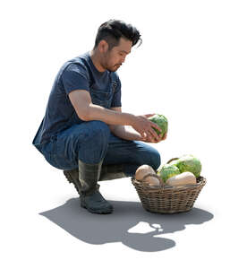 asian man working in the garden and harvesting vegetables