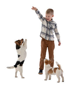 little boy playing with dogs