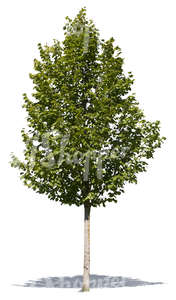 cut out small deciduous tree