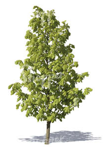 cut out young linden tree