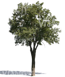 cut out medium ash tree