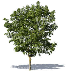 big deciduous tree