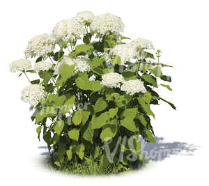 cut out garden plant with big white blossoms