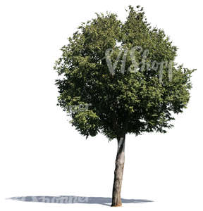 cut out medium size decidiuous tree